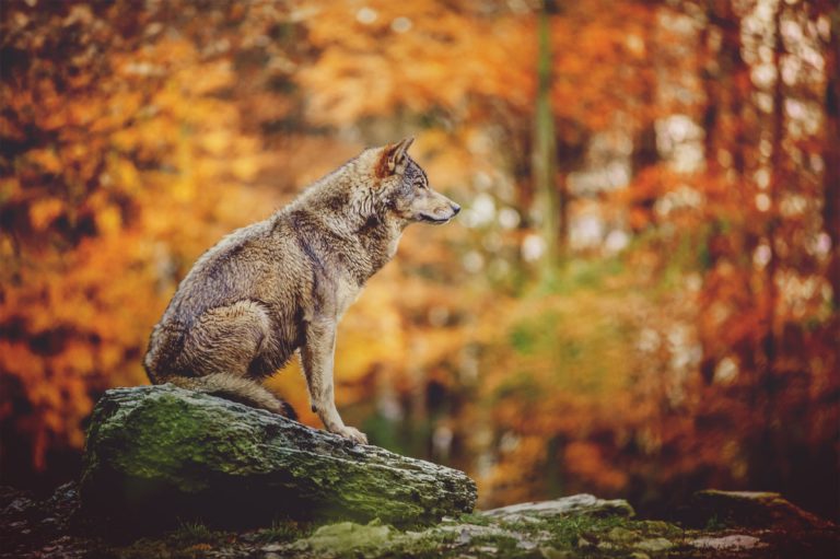 Image symbole : Un loup seul sur un rocher dans une forêt d'automne