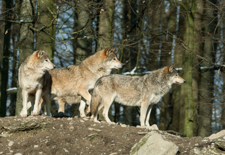 Image symbole : une meute de loups dans une forêt canadienne
