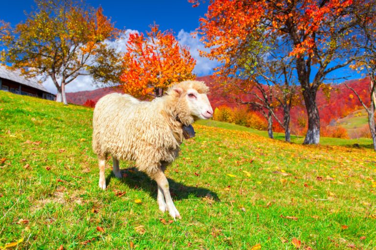 Image d'illustration : Un mouton dans une prairie avec des couleurs d'automne