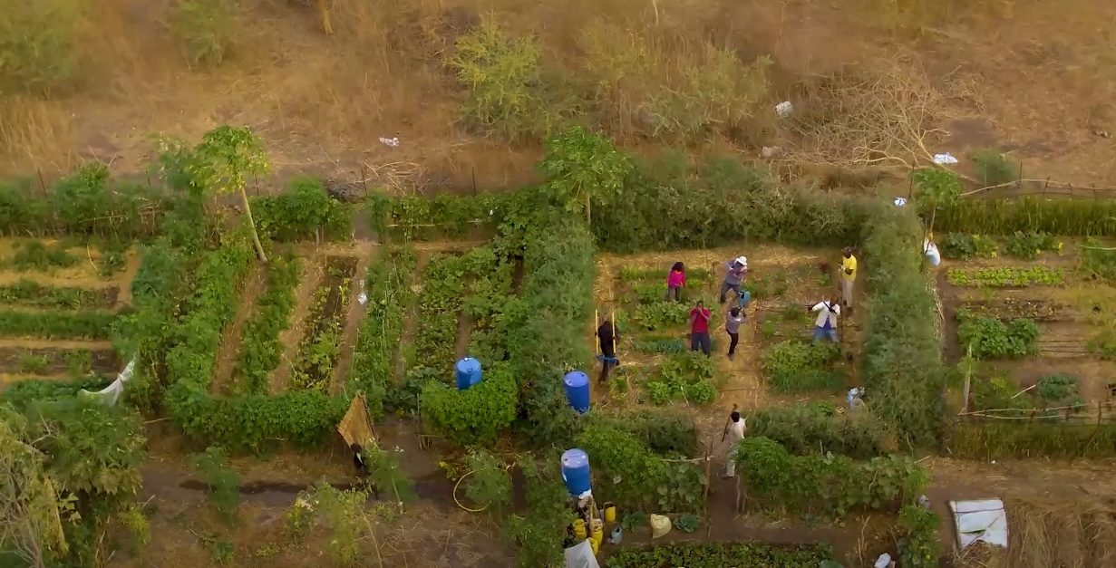 Vue aérienne des plantations en permaculture sur le site de Beer Shéba au Sénégal