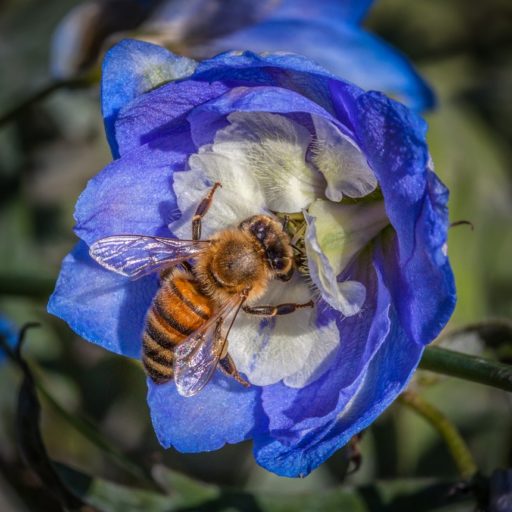 Une abeille butine une fleur en automne.