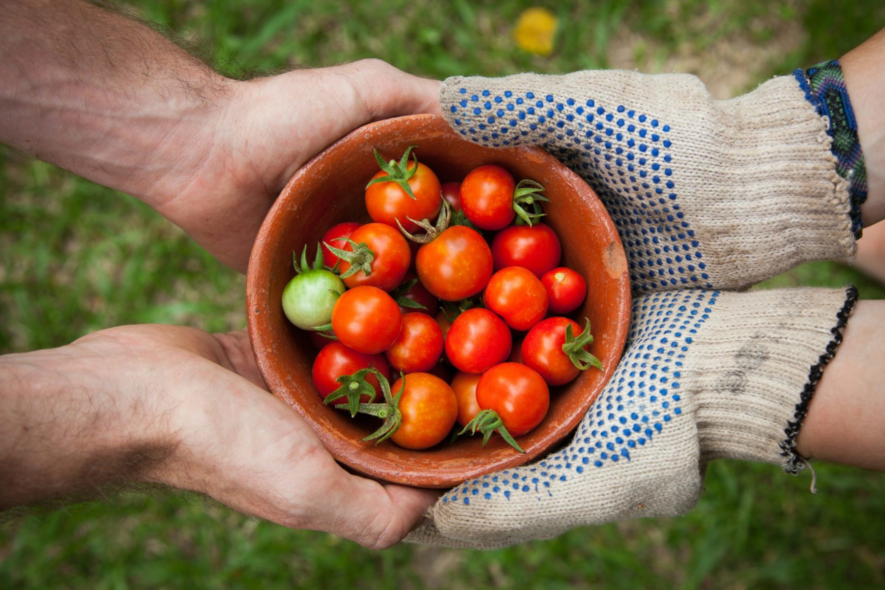 Des mains qui donnent ce qu'elles ont cultivé (ici des tomates), symbolique de la générosité et du partage chrétien en Suisse