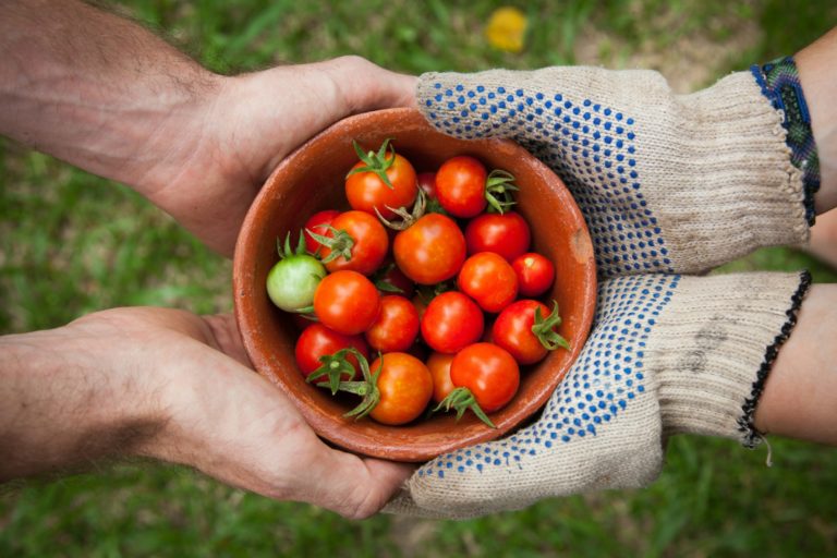 Des mains qui donnent ce qu'elles ont cultivé (ici des tomates), symbolique de la générosité et du partage chrétien en Suisse