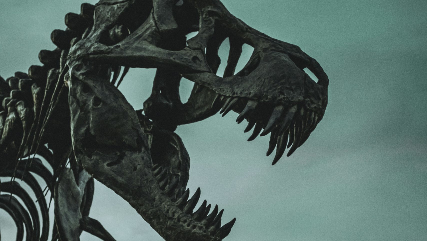 Un squelette de T-Rex.