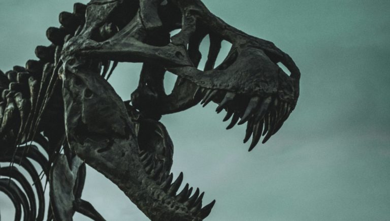 Un squelette de T-Rex.